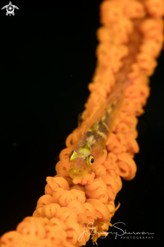 A Whip Coral Goby