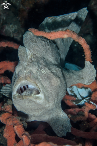 A Giant frogfish