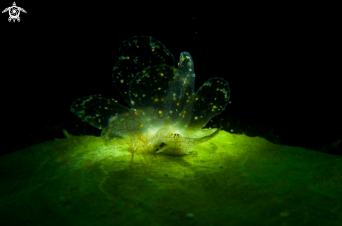 A Nudi