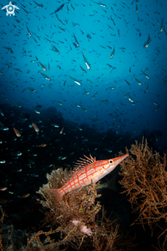 A Long Nose Coral Hawkfish