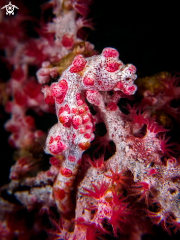 A Pygmy seahorse