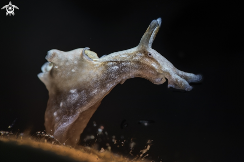 A Aplysia parvula