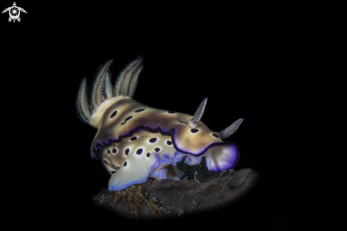 A Hypselodoris tryoni