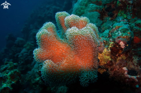 A Elegant Leather Coral