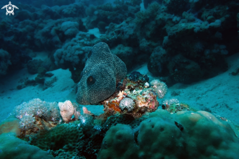 A encrustingoctopus sponge