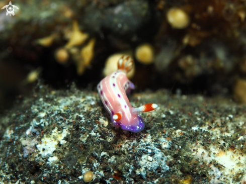 A Nudibranch