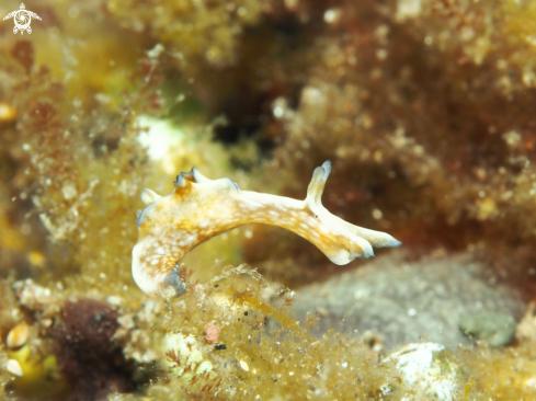 A Nudibranch