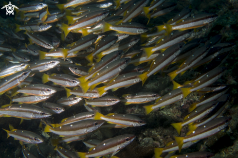 A Phuket diving