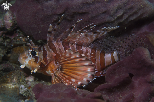 A Phuket diving