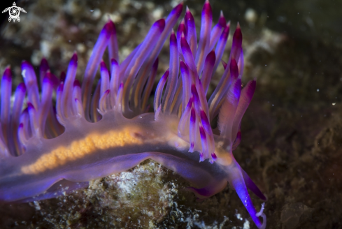 A Phuket diving