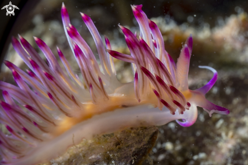 A Phuket diving