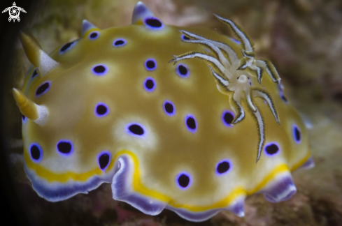 A Phuket diving