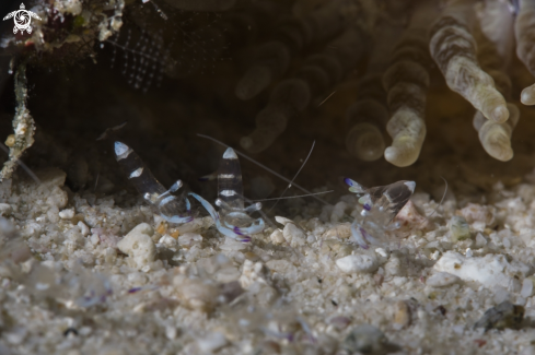 A Phuket diving