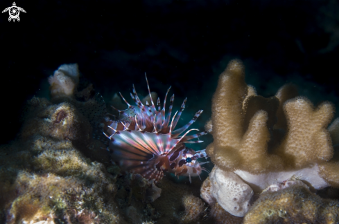 A Phuket diving