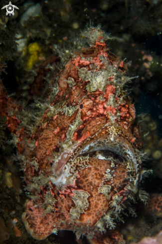 A Warty frogfish