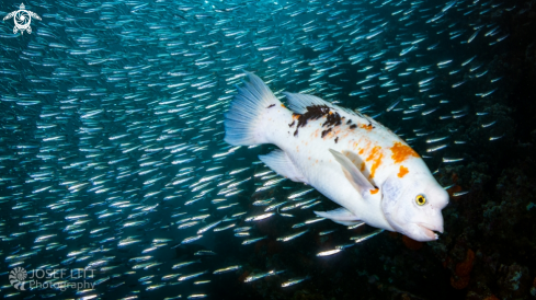 A Bodianus eclancheri | Harlequin wrasse