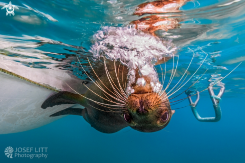 A Galápagos sea lion