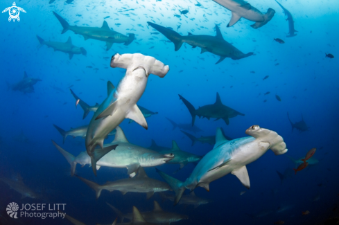 A Scalloped hammerhead