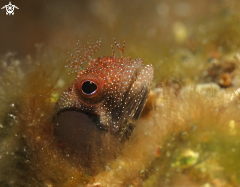 A Blenny