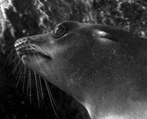 A California sea lion