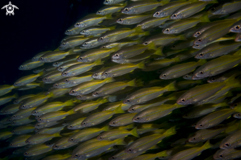 A Andamansea | Kho Phi pHi