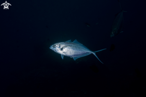 A Andamansea | Kho Phi pHi