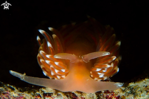 A Facelina bostoniensis   | nudibranch