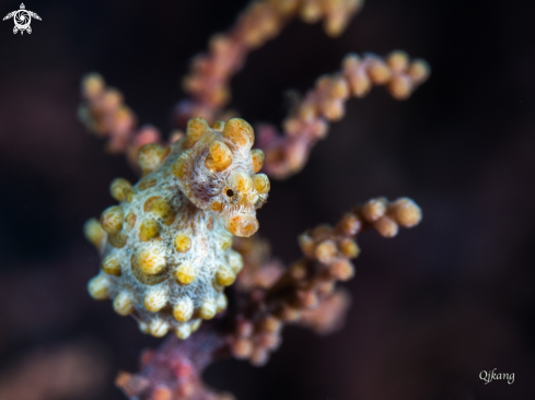 A Pygmy Seahorse