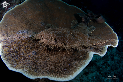 A Orectolobidae | Wobbegong shark