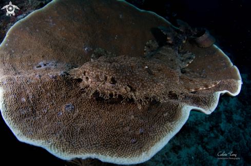 A Wobbegong shark