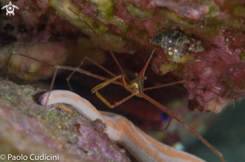 A Stenorhynchus debilis | Arrow Crab