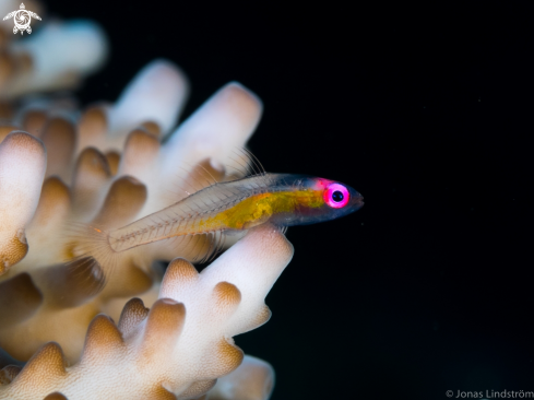 A Red Eyed Goby