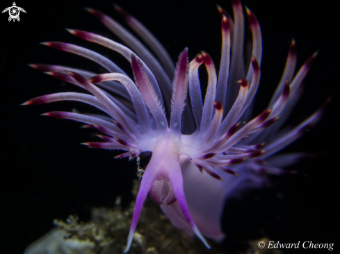 A Flabellina