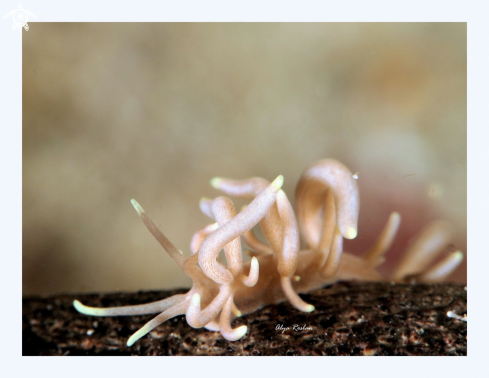 A Nudibranch