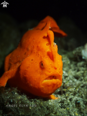 A Painted Frogfish