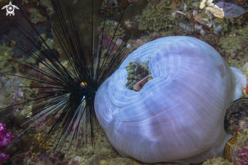 A Andaman Sea