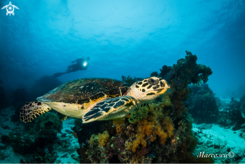 A Diver and Marine life