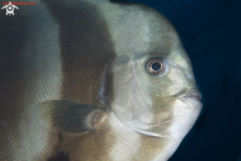 A underwater creature