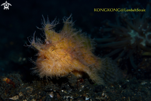 A Orange Frogfish