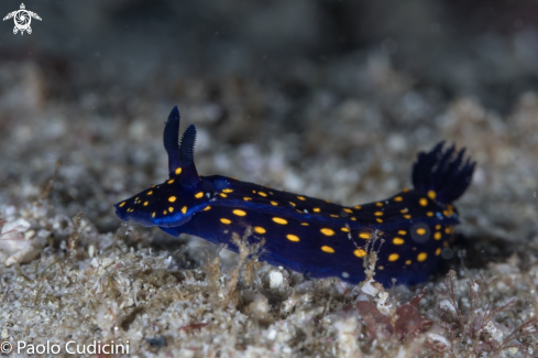 A Felimare californiensis  | Hypselodoris ghiselini