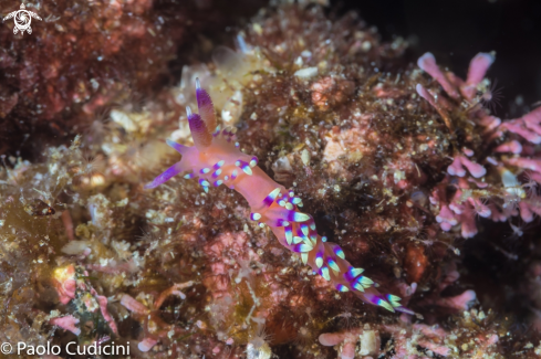 A Flabellina exoptata | Desiderable Flabellina 