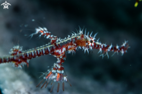 A Solenostomus paradoxus | Ornate ghost pipefish