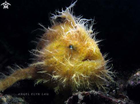 A Hairy frogfish