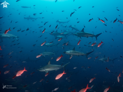 A Sphyrna lewini | Scalloped Hammerhead