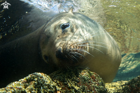 A California Sea Lion