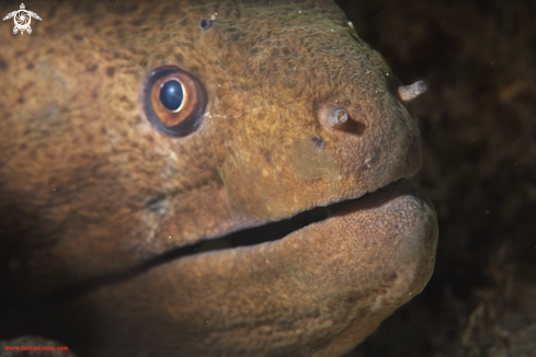 A Giant moray