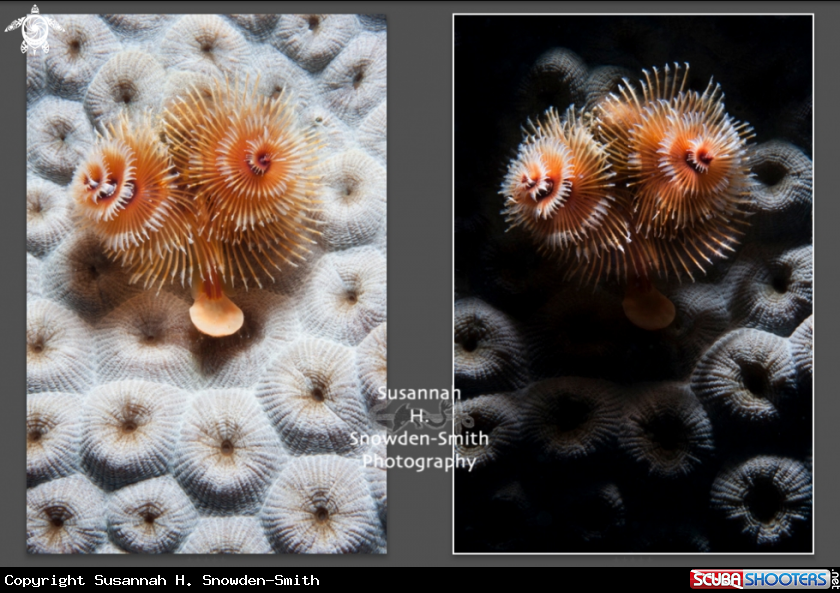 A Christmas Tree Worms Texture