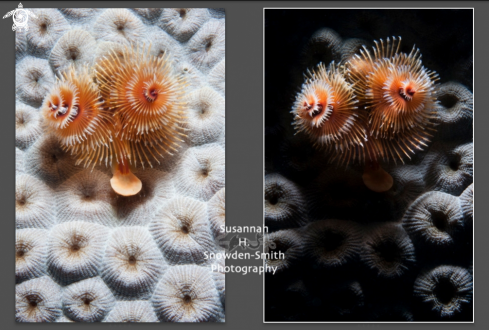 A Christmas Tree Worms Texture