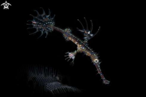 A solenostum paradoxus  | pipe ghost fish