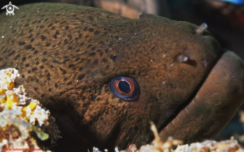 A Giant moray